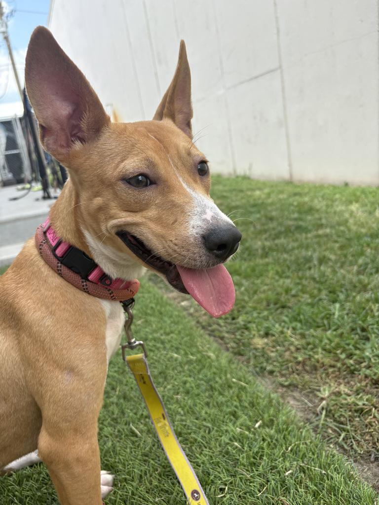 Enlarge Kasumi, a Adoptable Terrier in New Orleans, LA image 4/6