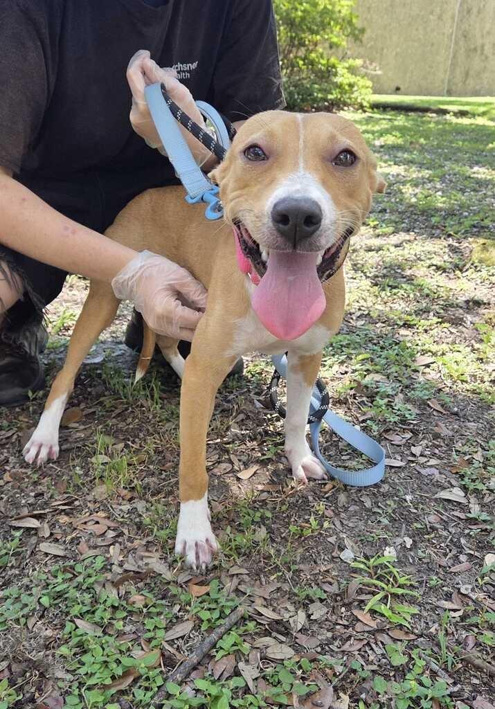 Enlarge Kasumi, a Adoptable Terrier in New Orleans, LA image 5/6