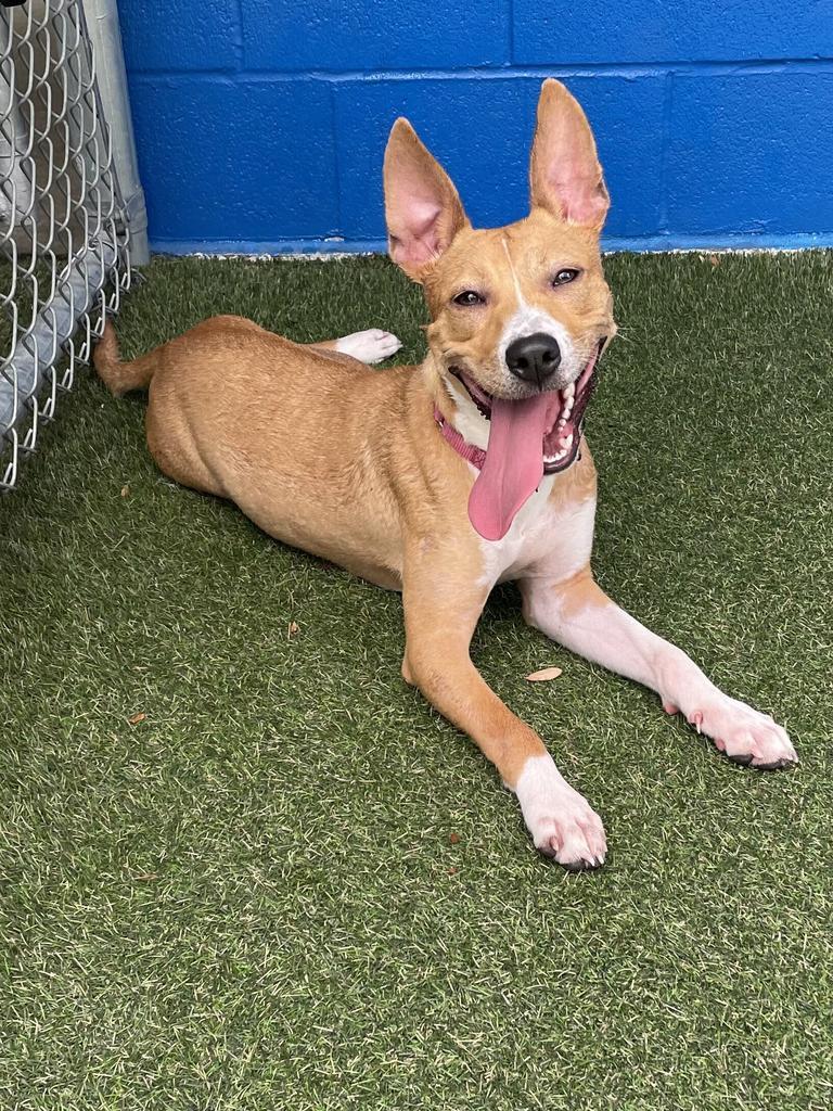 Enlarge Kasumi, a Adoptable Terrier in New Orleans, LA image 6/6