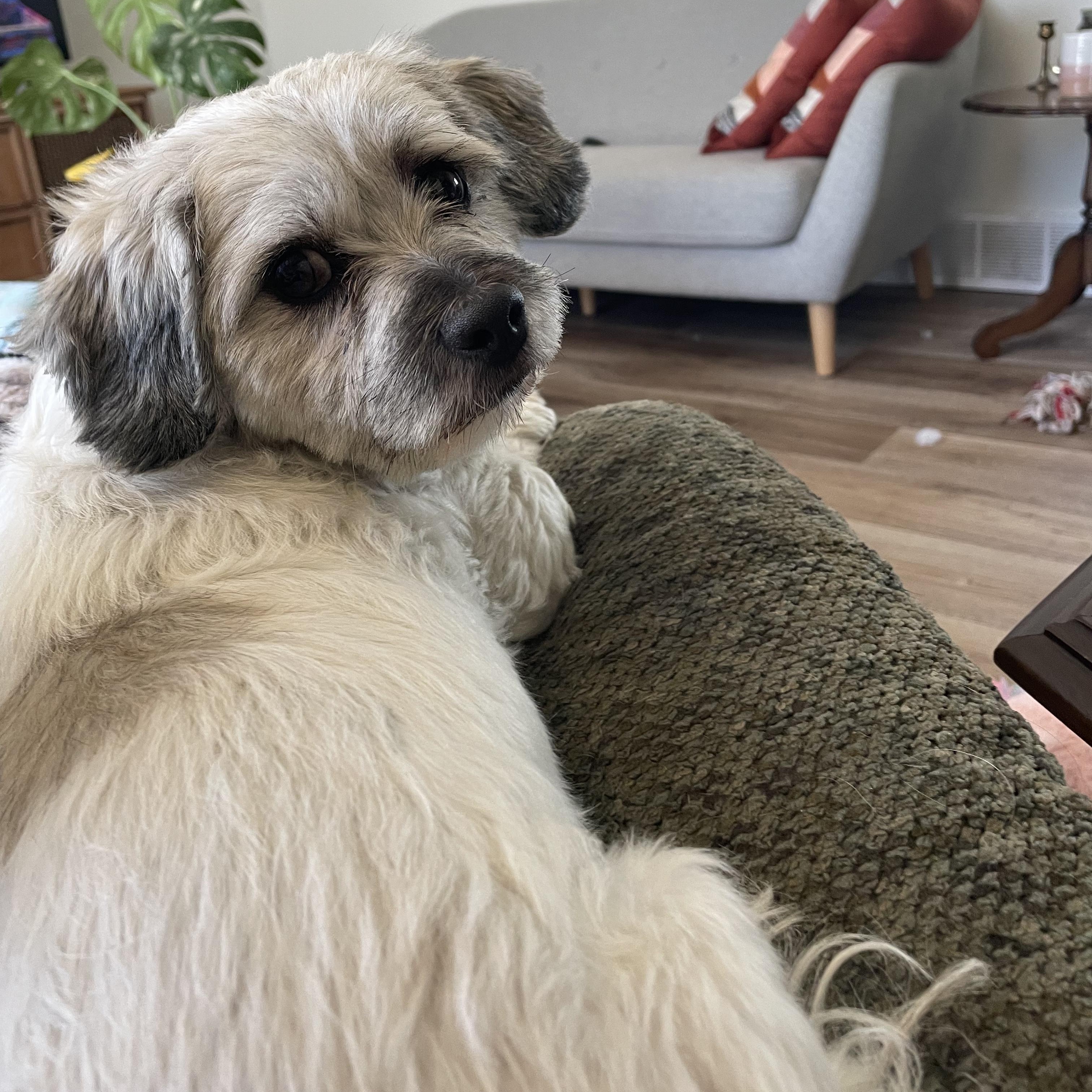 Pebbles, a ADOPTABLE Mixed Breed in Morden, MB image 2/4