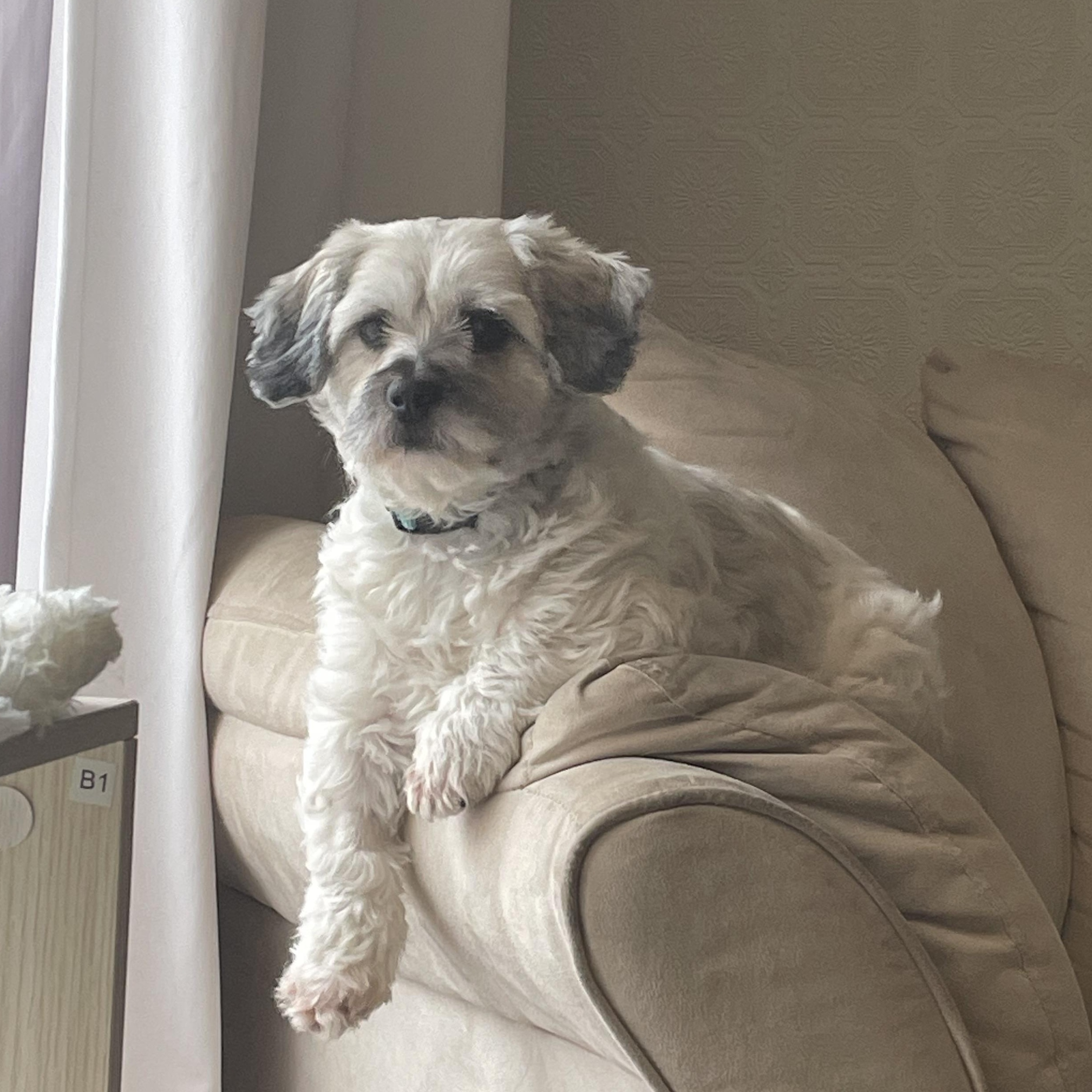 Pebbles, ADOPTABLE, Adult Female Mixed Breed.