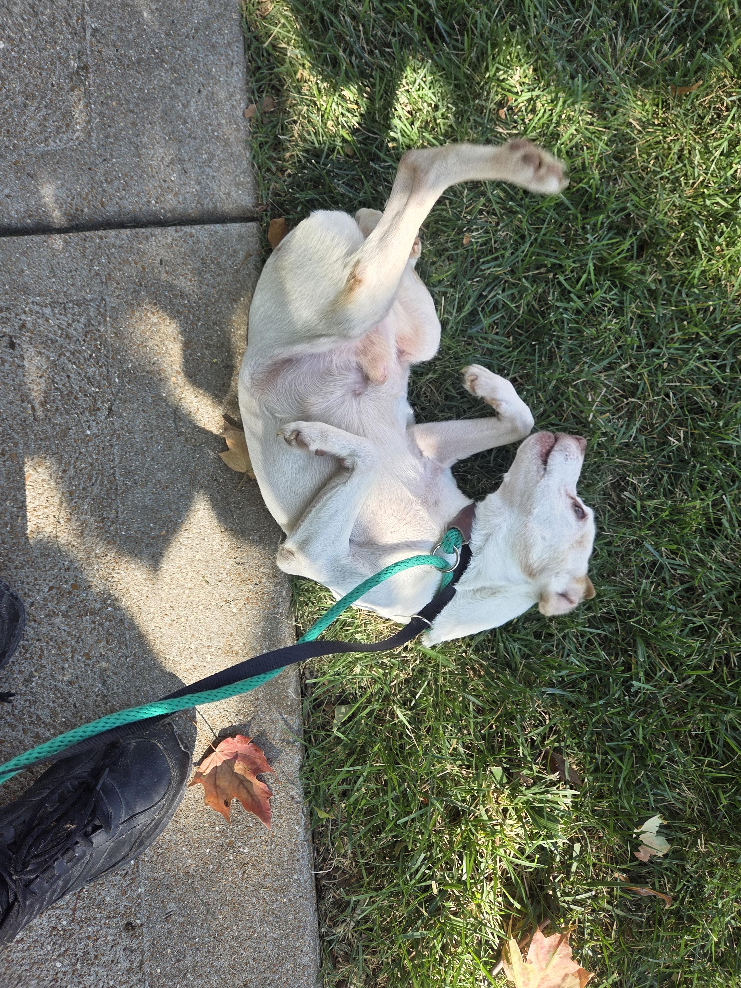 Krypto, a Adoptable Parson Russell Terrier in St. Louis, MO image 5/5