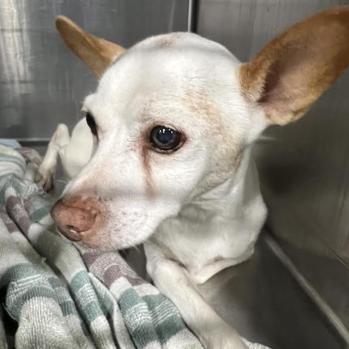 Krypto, a Adoptable Parson Russell Terrier in St. Louis, MO image 3/5