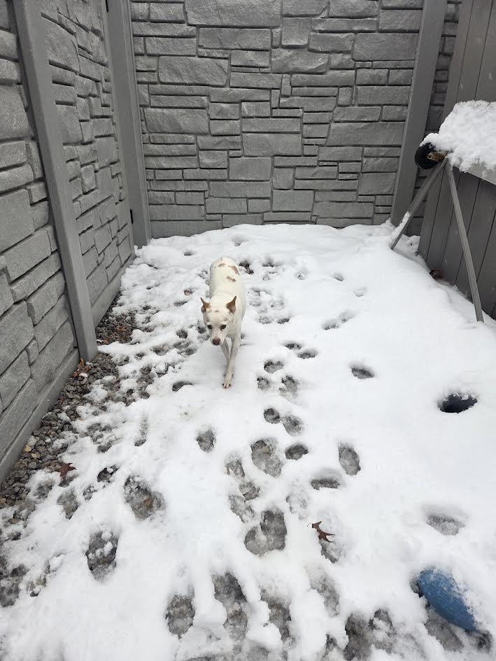 Krypto, Adoptable, Adult Male Parson Russell Terrier.