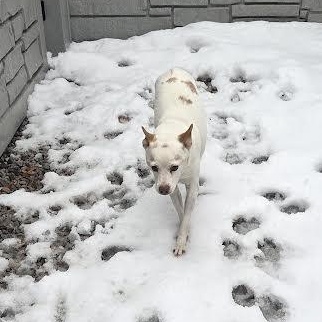 Krypto, a Adoptable Parson Russell Terrier in St. Louis, MO image 3/6