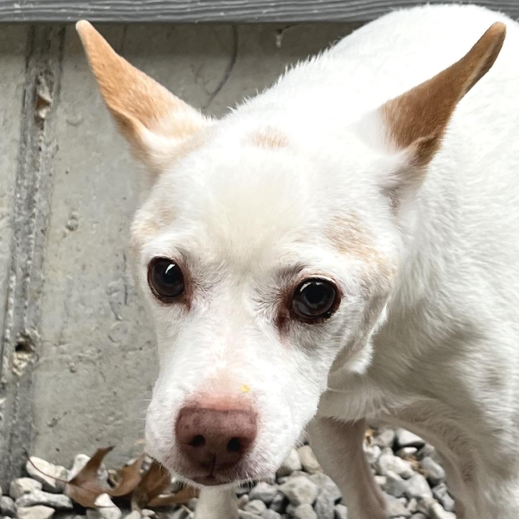 Krypto, a Adoptable Parson Russell Terrier in St. Louis, MO image 2/6