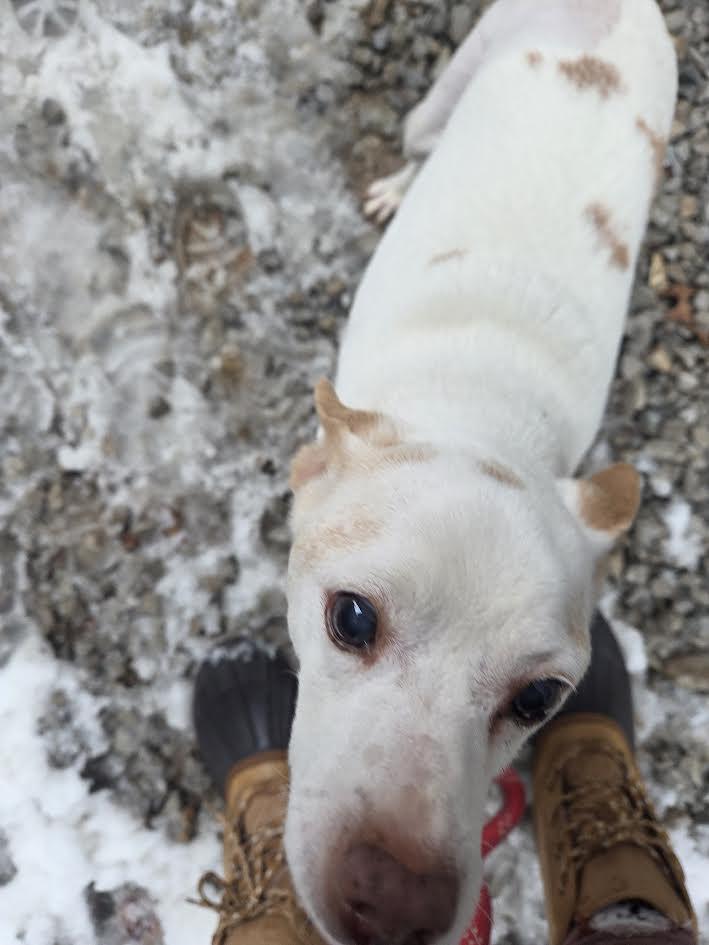 Krypto, a Adoptable Parson Russell Terrier in St. Louis, MO image 4/5