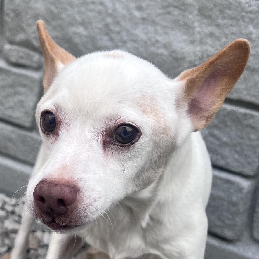 Krypto, Adoptable, Adult Male Parson Russell Terrier.