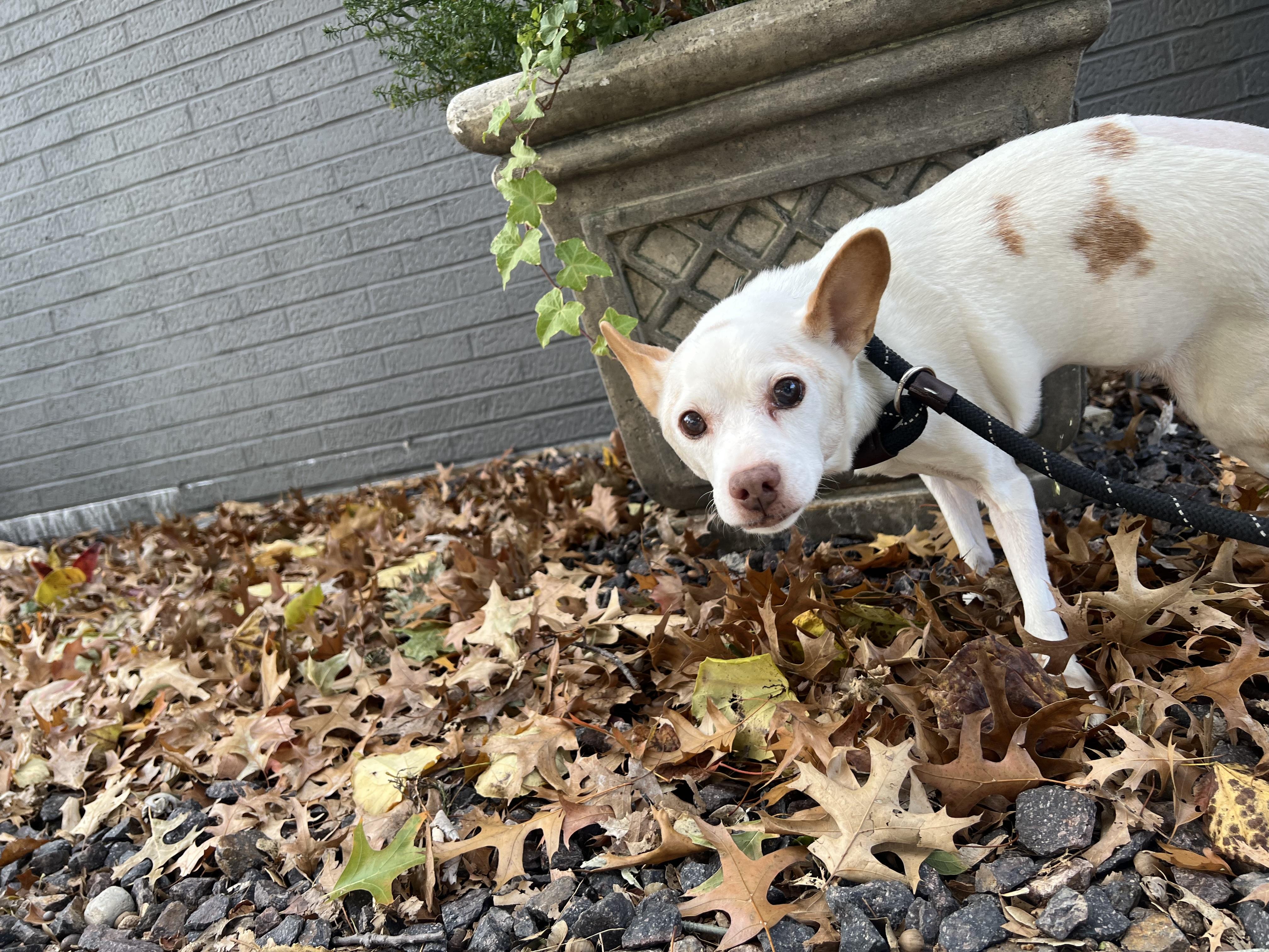 Krypto, a Adoptable Parson Russell Terrier in St. Louis, MO image 2/5