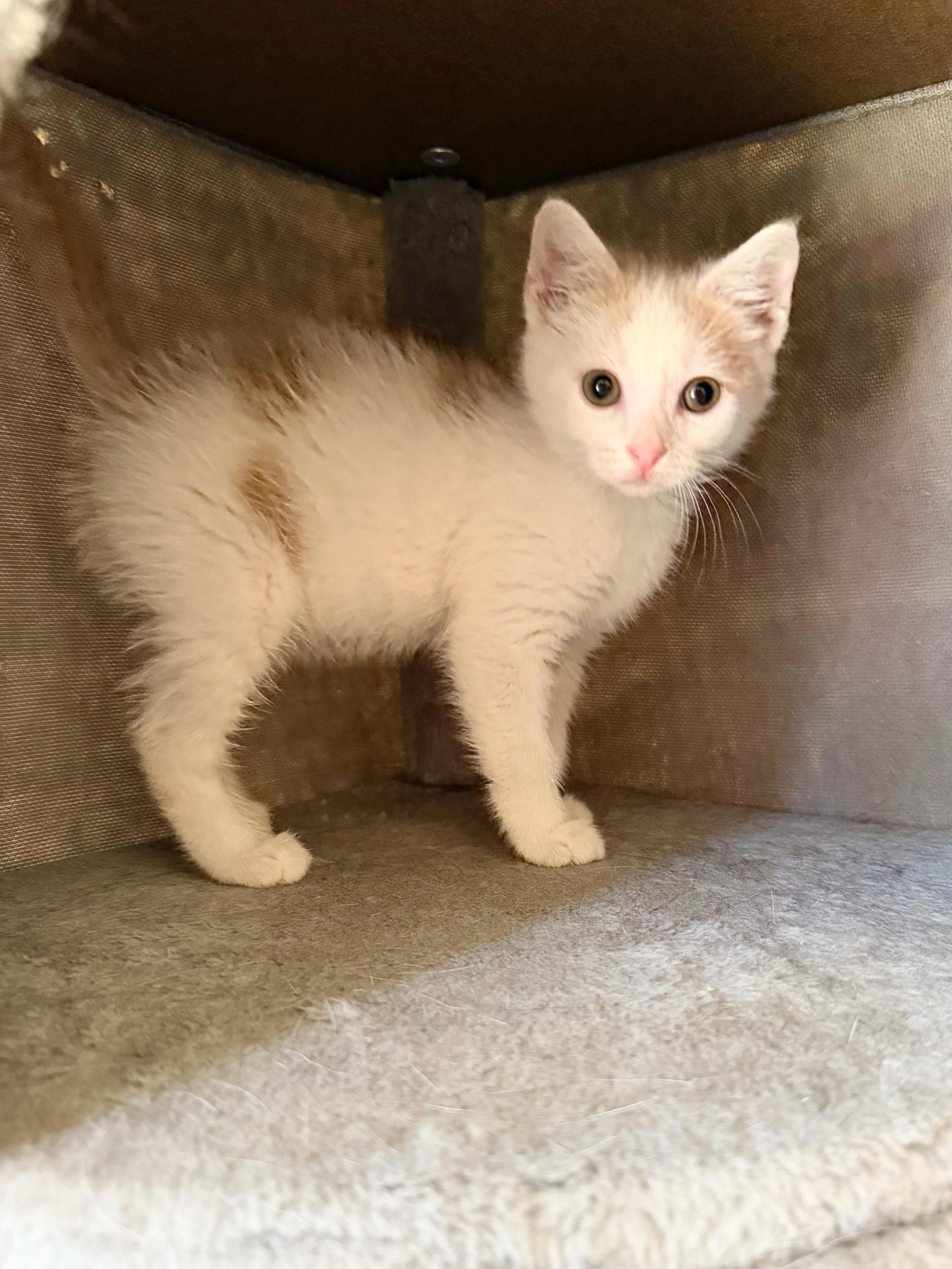 Annie 389, Adoptable, Kitten Female Domestic Medium Hair.