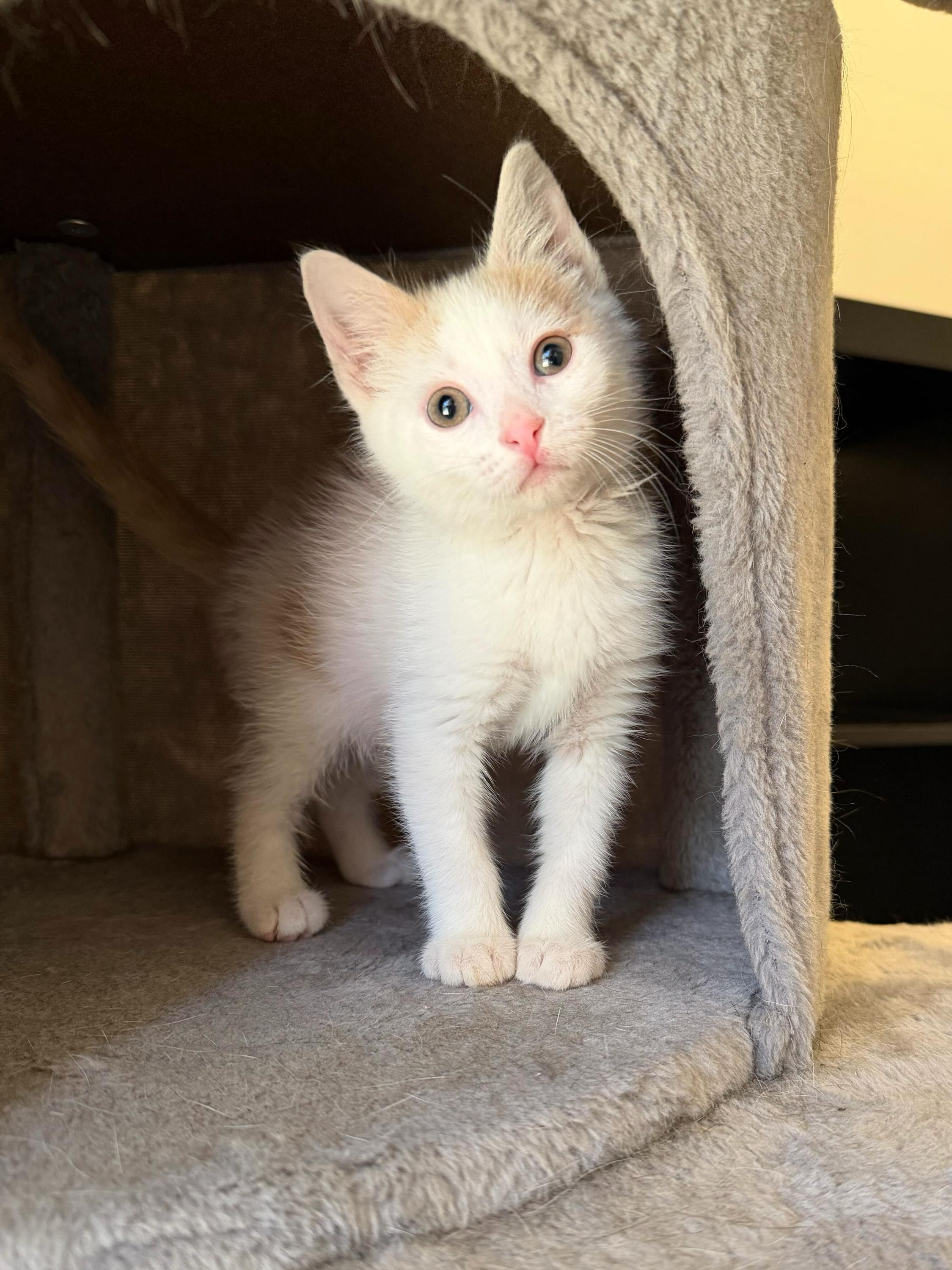 Annie 389, a Adoptable Domestic Medium Hair in Winder, GA image 2/2