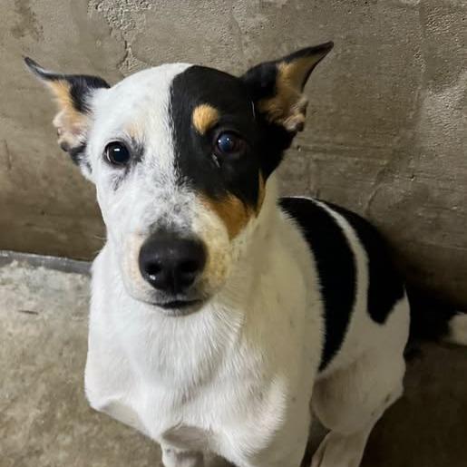 26-1235 Target, Adoptable, Puppy Male Cattle Dog & Mixed Breed.
