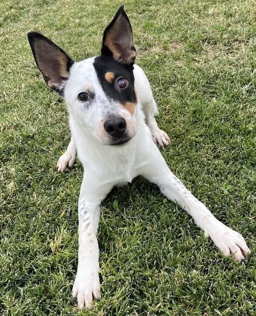 Target, Adoptable, Puppy Male Cattle Dog & Mixed Breed.