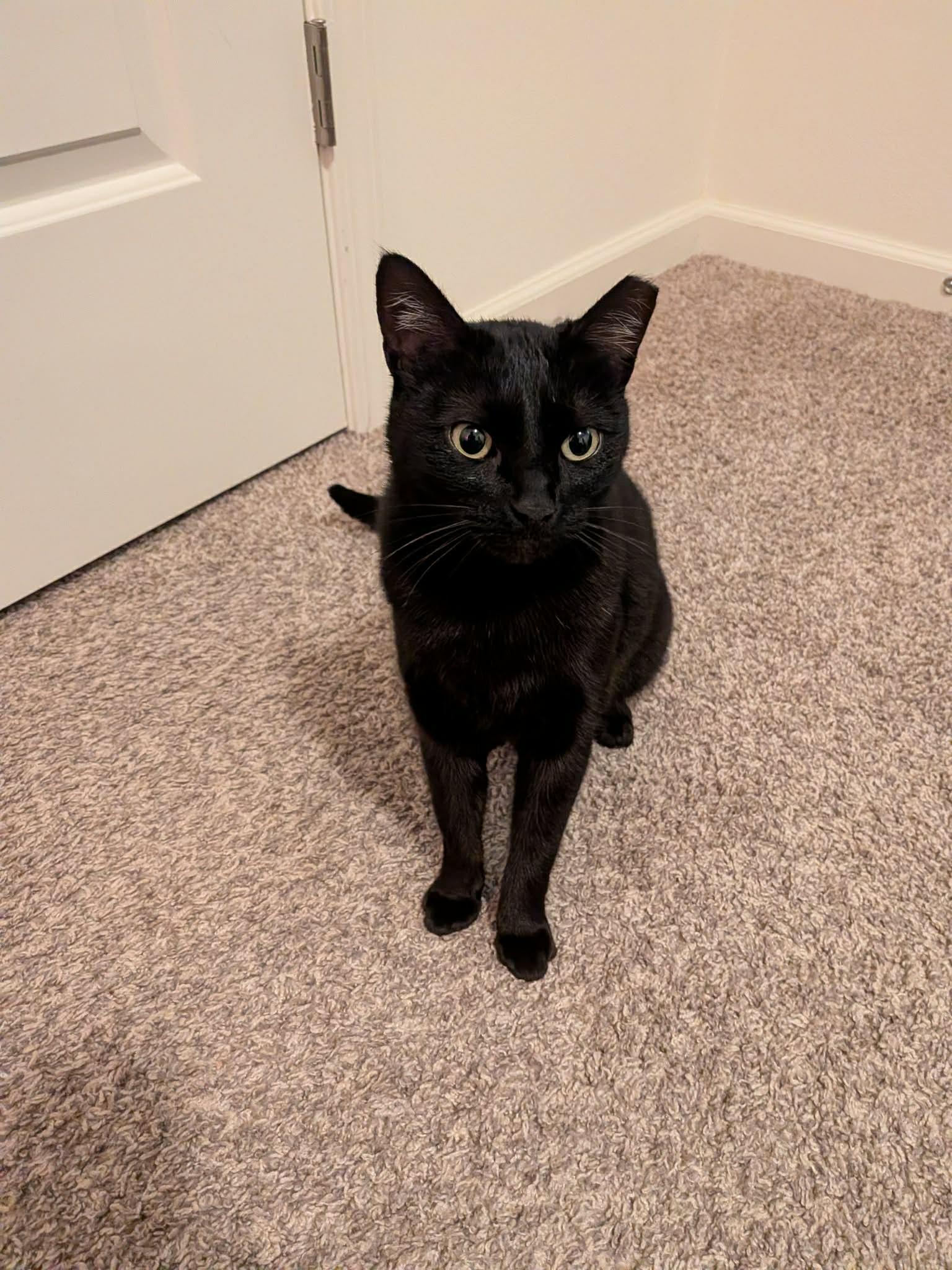 Snowball, ADOPTABLE, Young Female Domestic Short Hair.