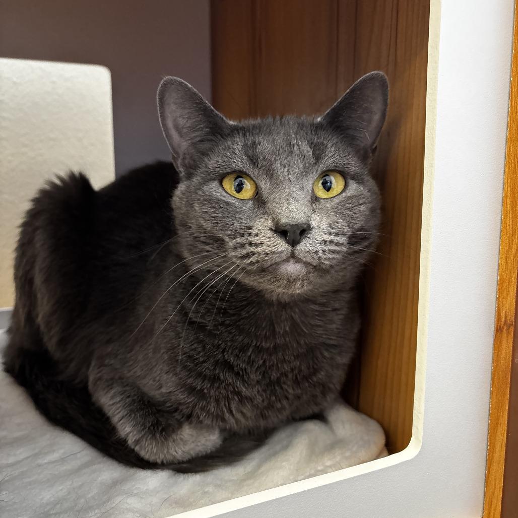 Lucy, a Adoptable Domestic Short Hair in Cody, WY image 4/4