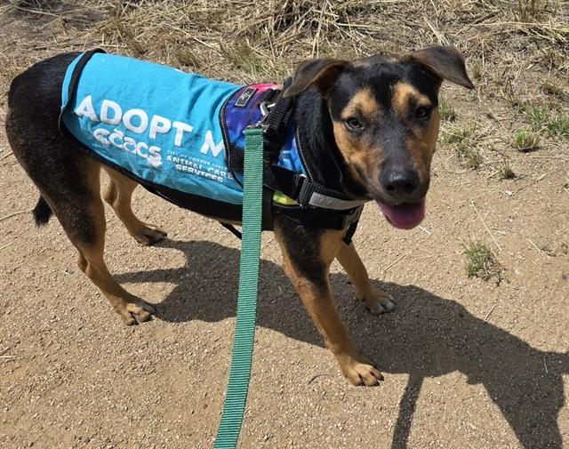 Enlarge PEPA, a Adoptable mixed breed in Corpus Christi, TX image 1/1