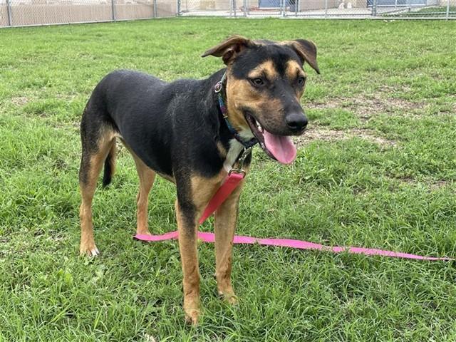 Enlarge PEPA, a Adoptable mixed breed in Corpus Christi, TX image 1/1