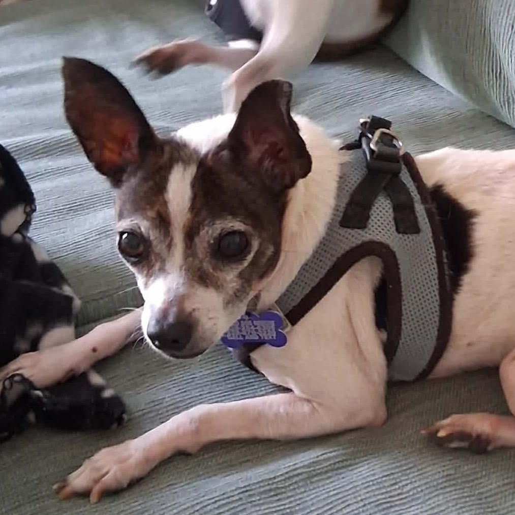 Lilly, Adoptable, Senior Female Chihuahua.