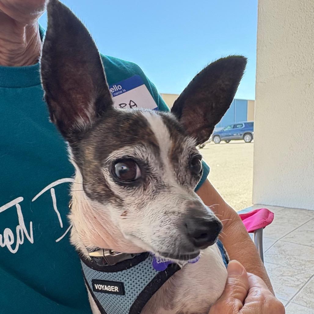 Enlarge Lilly, a Adoptable Chihuahua in Gulfport, MS image 2/6