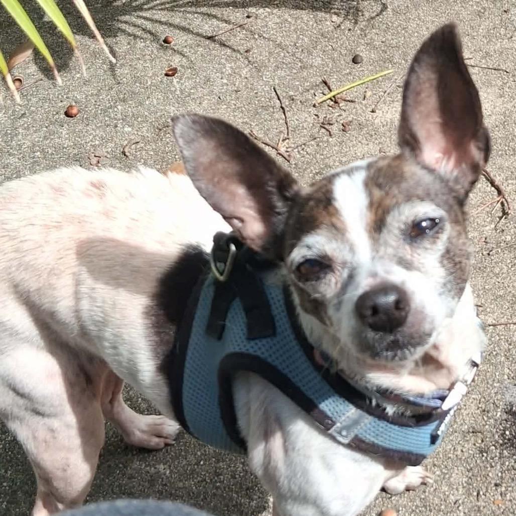 Enlarge Lilly, a Adoptable Chihuahua in Gulfport, MS image 4/6