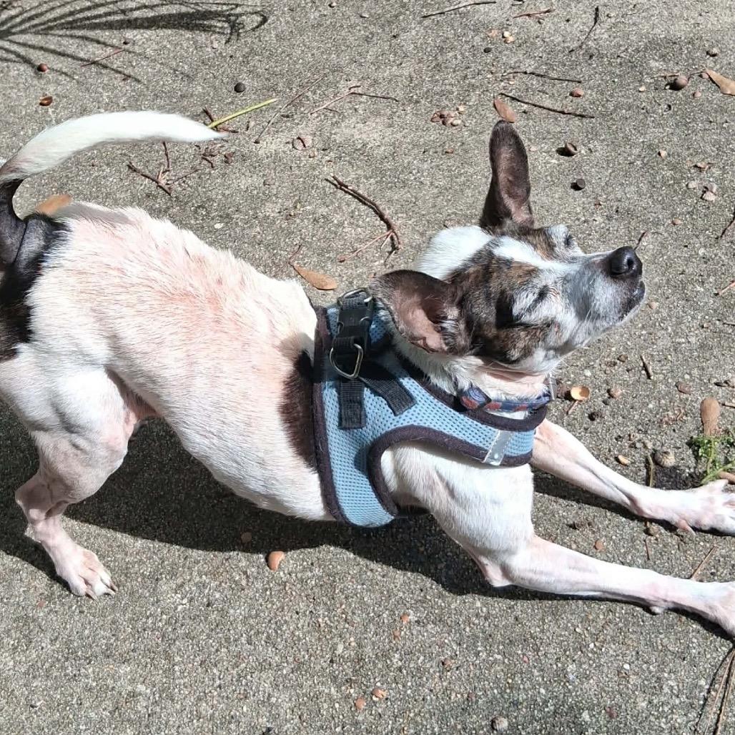 Enlarge Lilly, a Adoptable Chihuahua in Gulfport, MS image 5/6