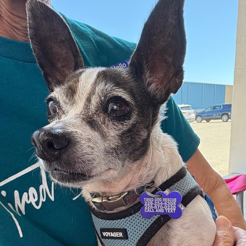 Enlarge Lilly, a Adoptable Chihuahua in Gulfport, MS image 6/6