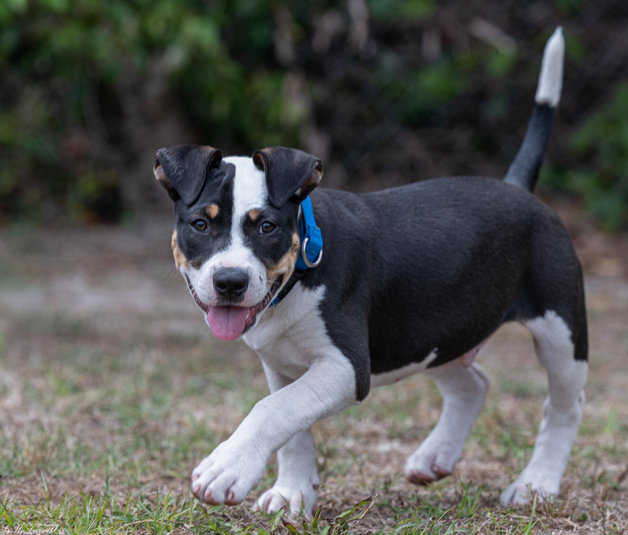Enlarge Trooper , an adopted Mixed Breed in Argyle, NY image 3/6