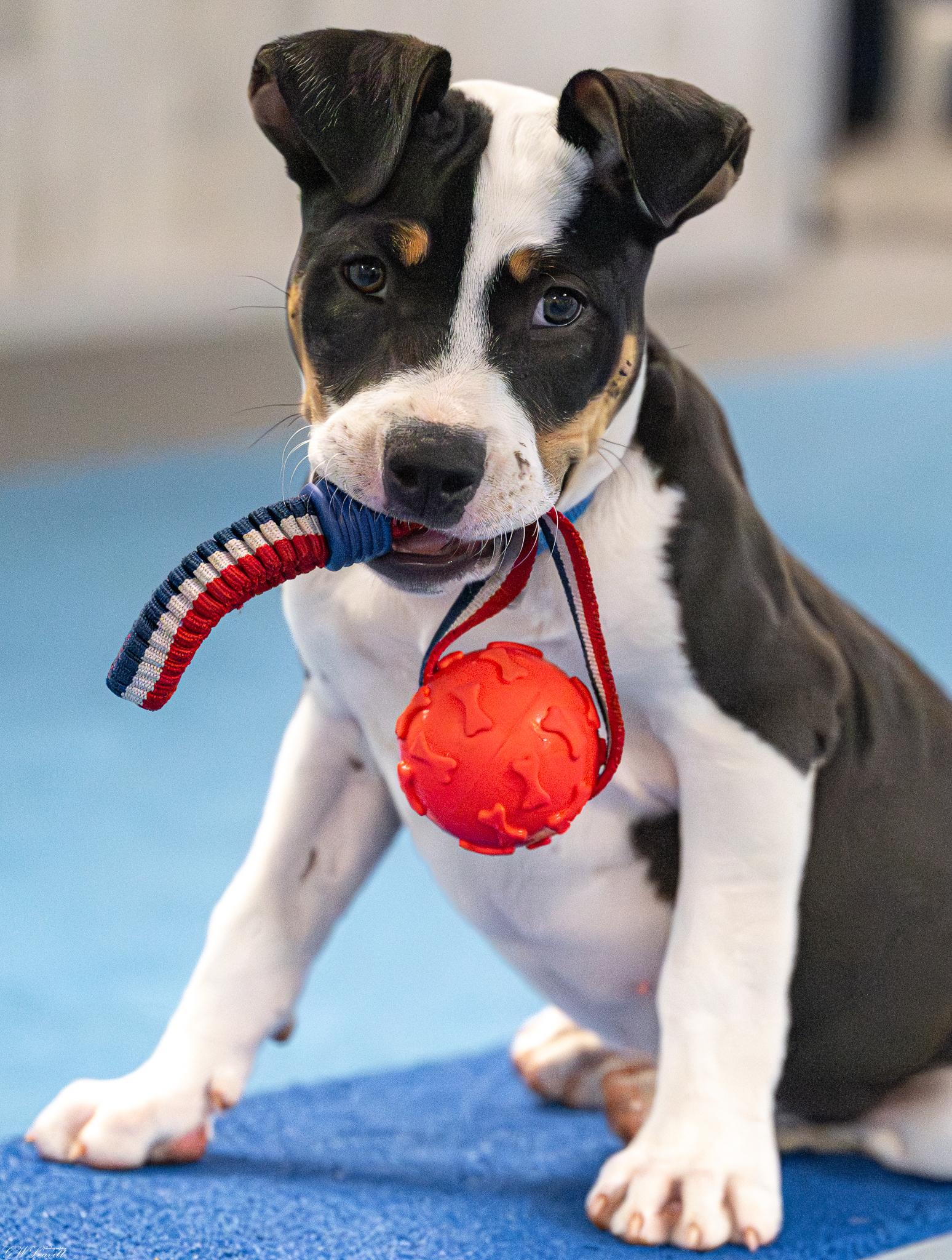 Enlarge Trooper , an adopted Mixed Breed in Argyle, NY image 4/6