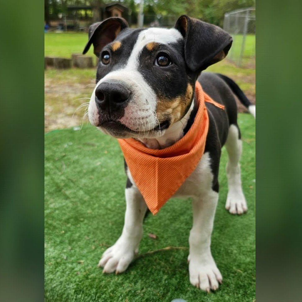 Enlarge Trooper , an adopted Mixed Breed in Argyle, NY image 2/6