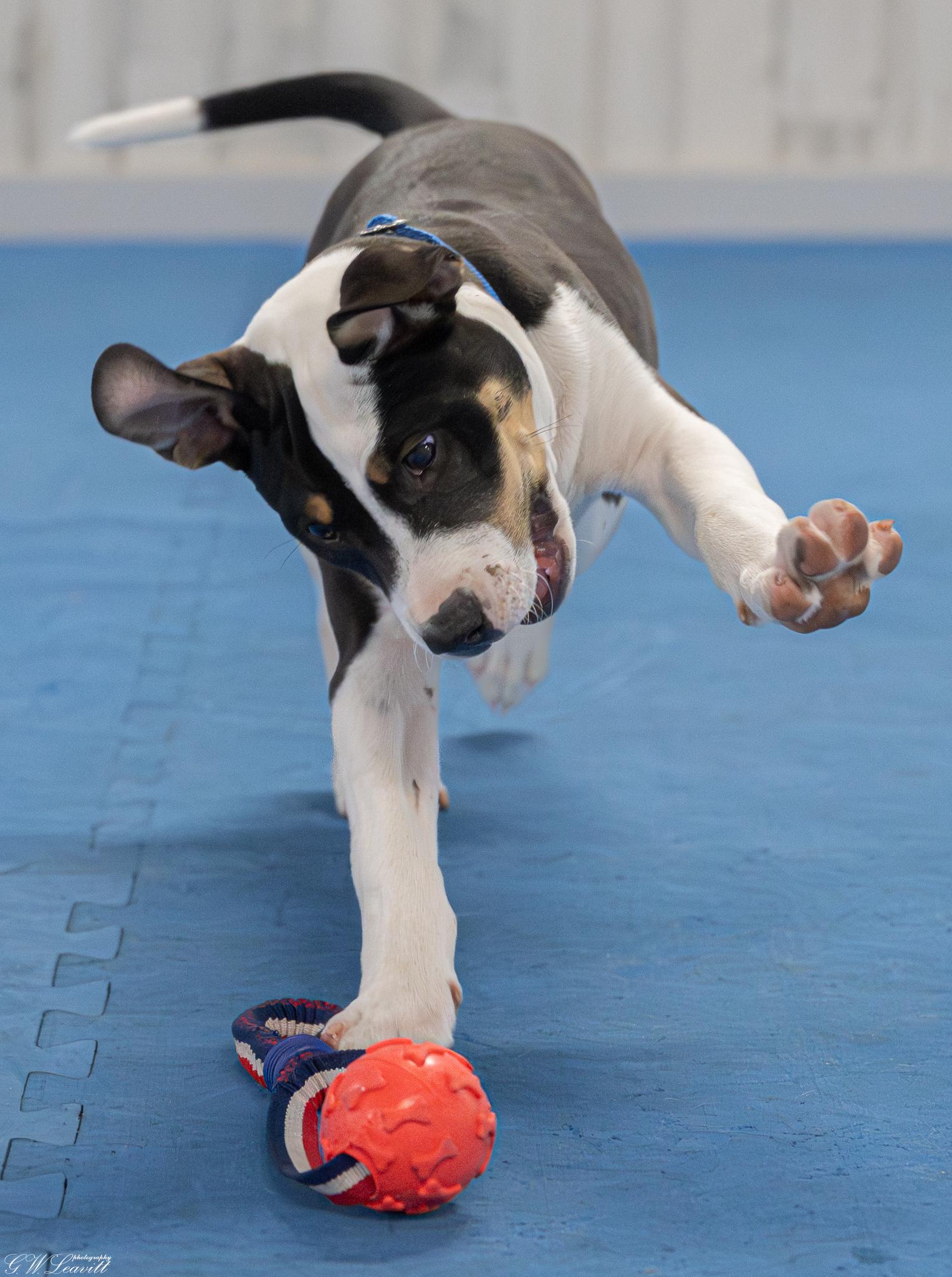 Enlarge Trooper , an adopted Mixed Breed in Argyle, NY image 5/6