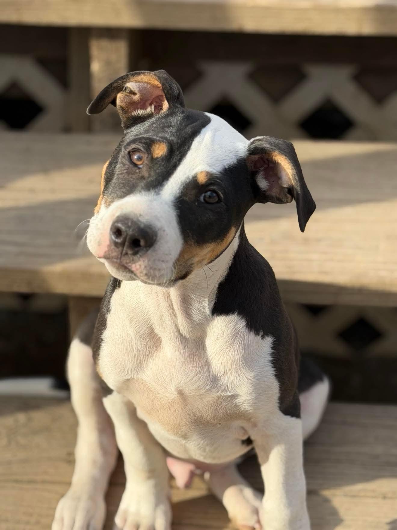 Trooper , adopted, Puppy Male Mixed Breed.