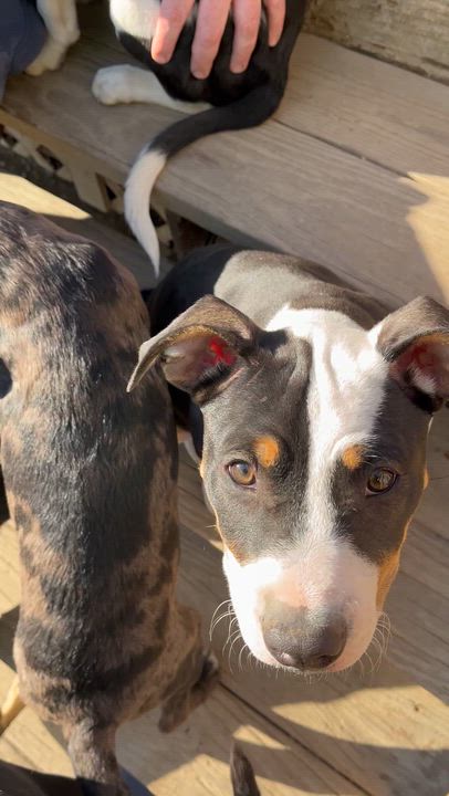 Enlarge Trooper , an adopted Mixed Breed in Argyle, NY video 6/6