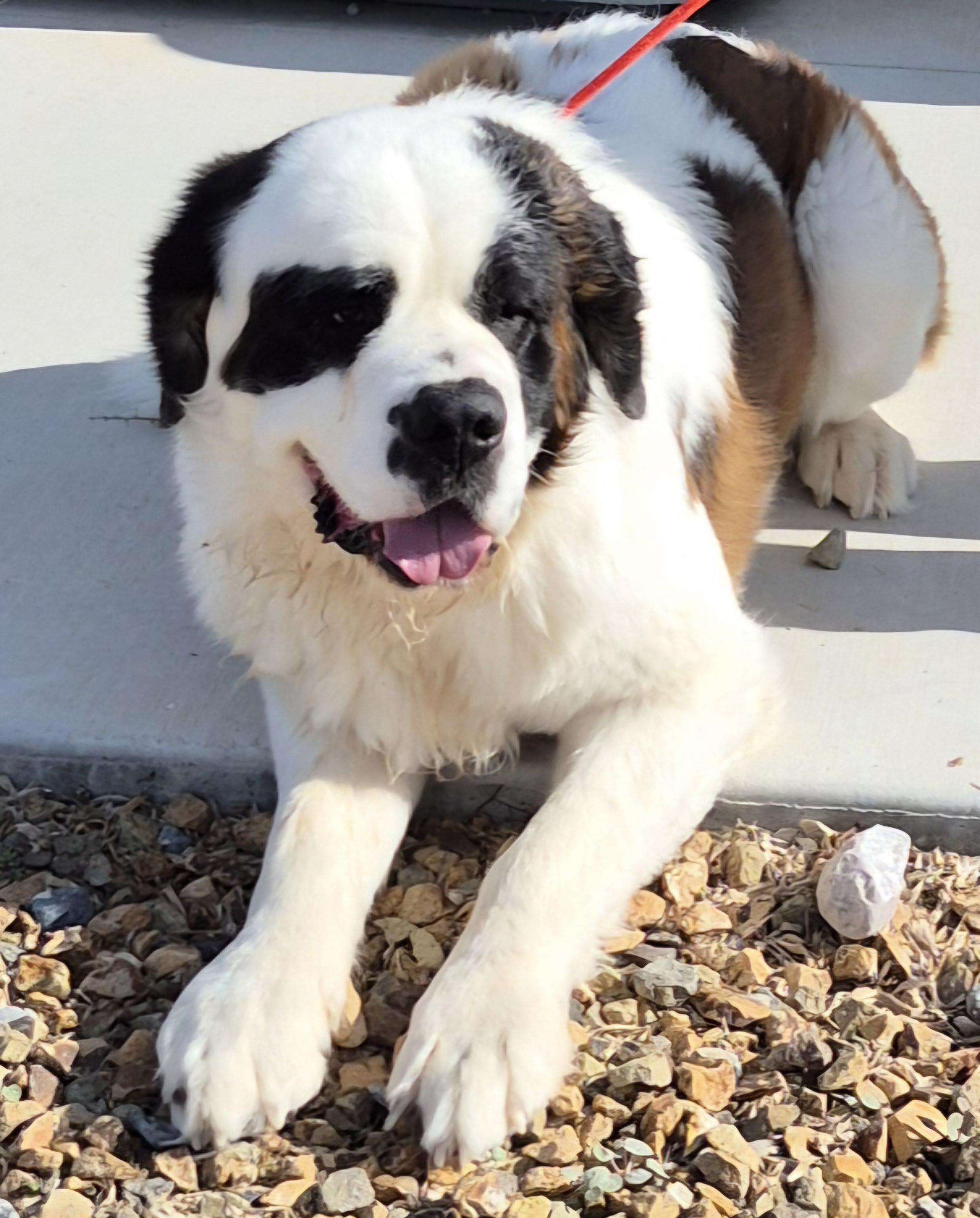 Gunner, Adopted, Adult Male Saint Bernard.