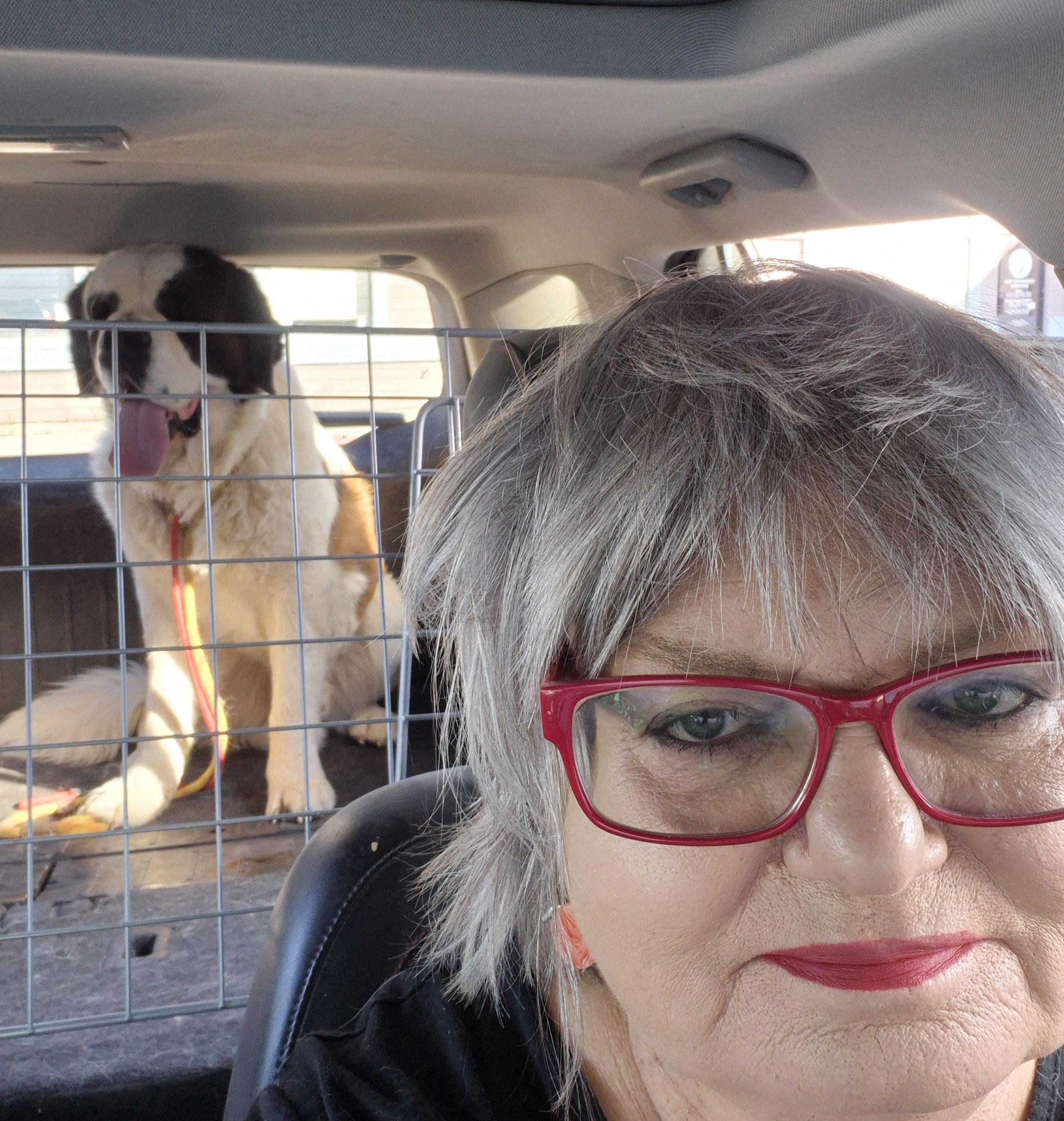 Enlarge Gunner, a Adopted Saint Bernard in Las Vegas, NV image 2/2