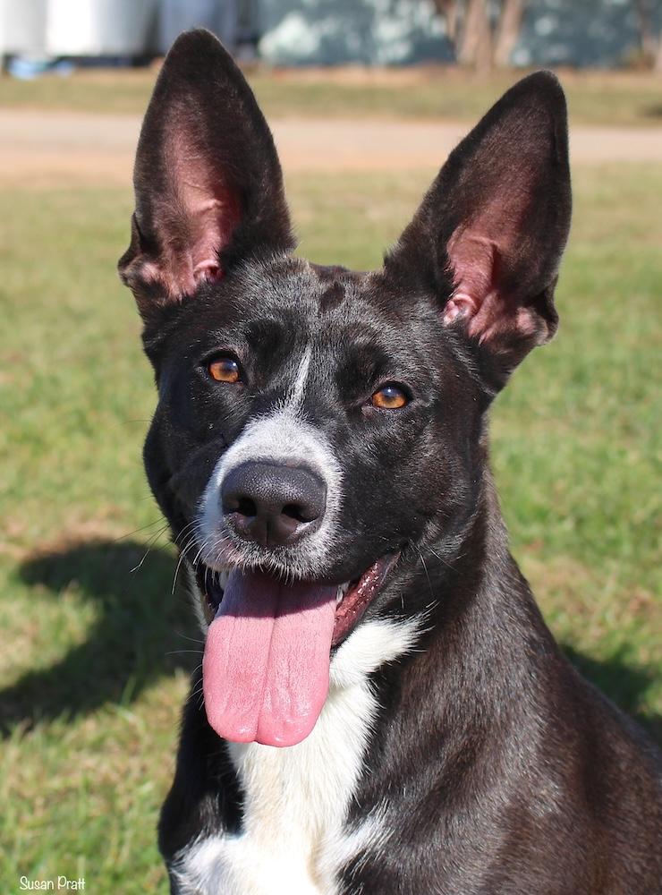 Sharpie, Adoptable, Adult Female Siberian Husky & Pit Bull Terrier.