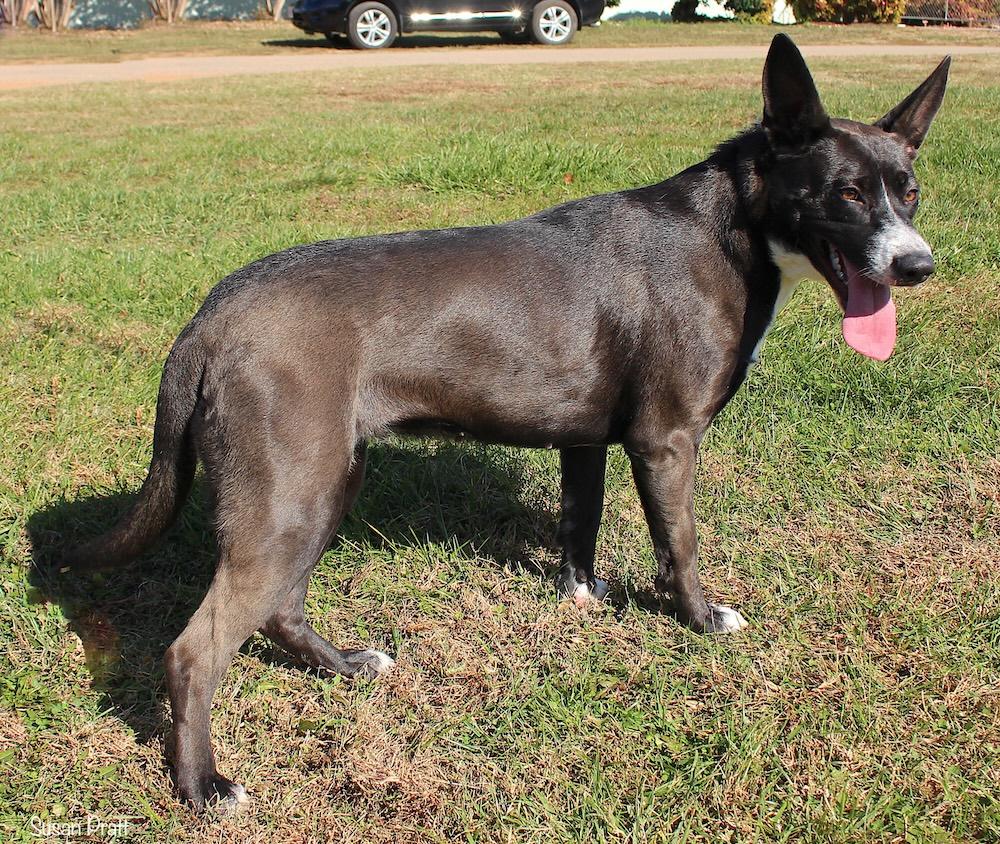 Enlarge Sharpie, a Adoptable mixed breed in Bedford, VA image 3/3