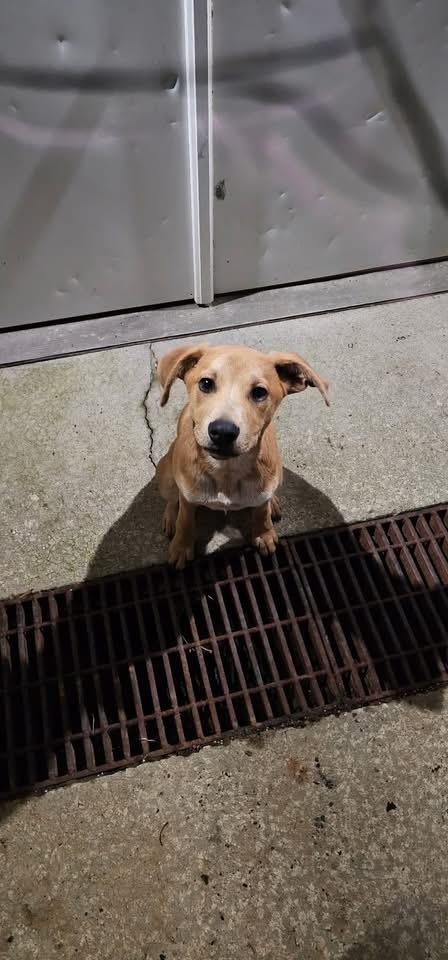 Enlarge Benji, a Adoptable mixed breed in Irwin, PA image 4/4