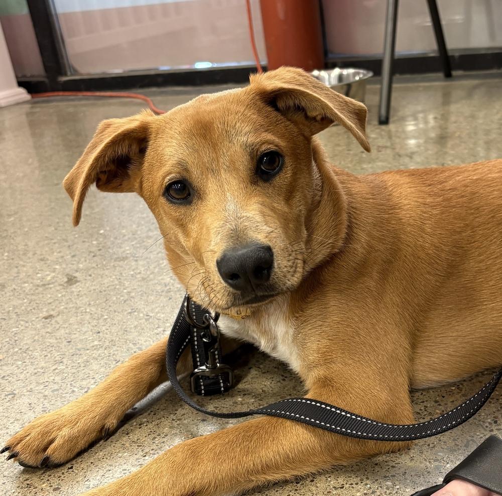 Benji, Adoptable, Puppy Male Labrador Retriever & Mixed Breed.