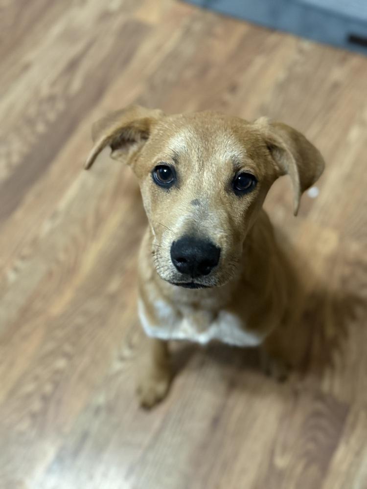 Enlarge Benji, a Adoptable mixed breed in Irwin, PA image 2/4