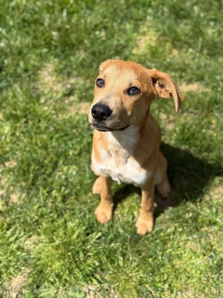 Benji, Adoptable, Puppy Male Labrador Retriever & Mixed Breed.