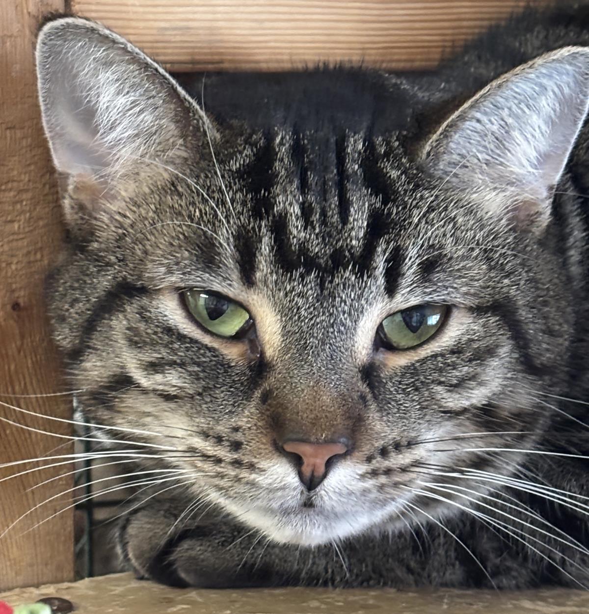 Charlie Barley, Adoptable, Adult Female Domestic Short Hair.