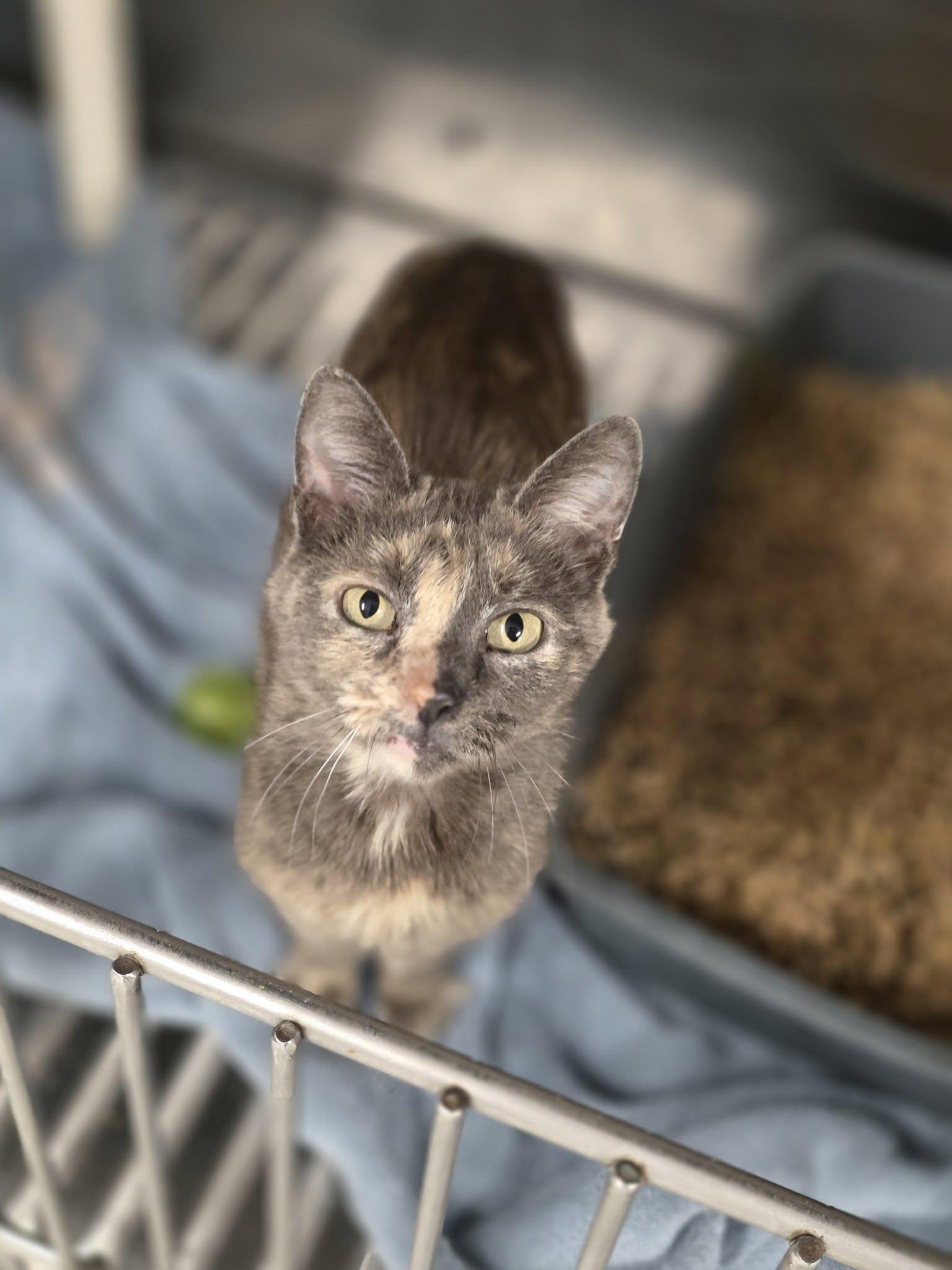 Edna, ADOPTABLE, Adult Female Dilute Tortoiseshell.