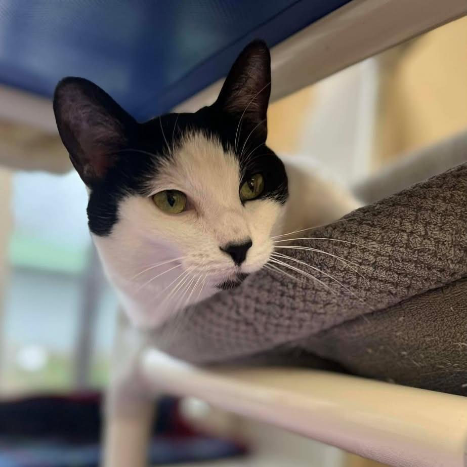 Enlarge Bella, a Adoptable Domestic Short Hair in Memphis, TN image 1/2