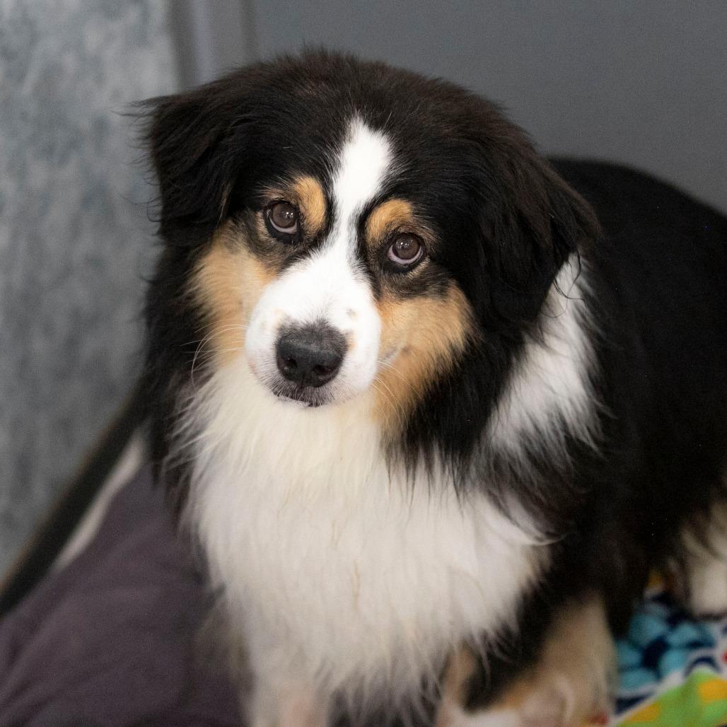 Enlarge Wyatt (JY26-90), a Adoptable Australian Shepherd in Peyton, CO image 1/5