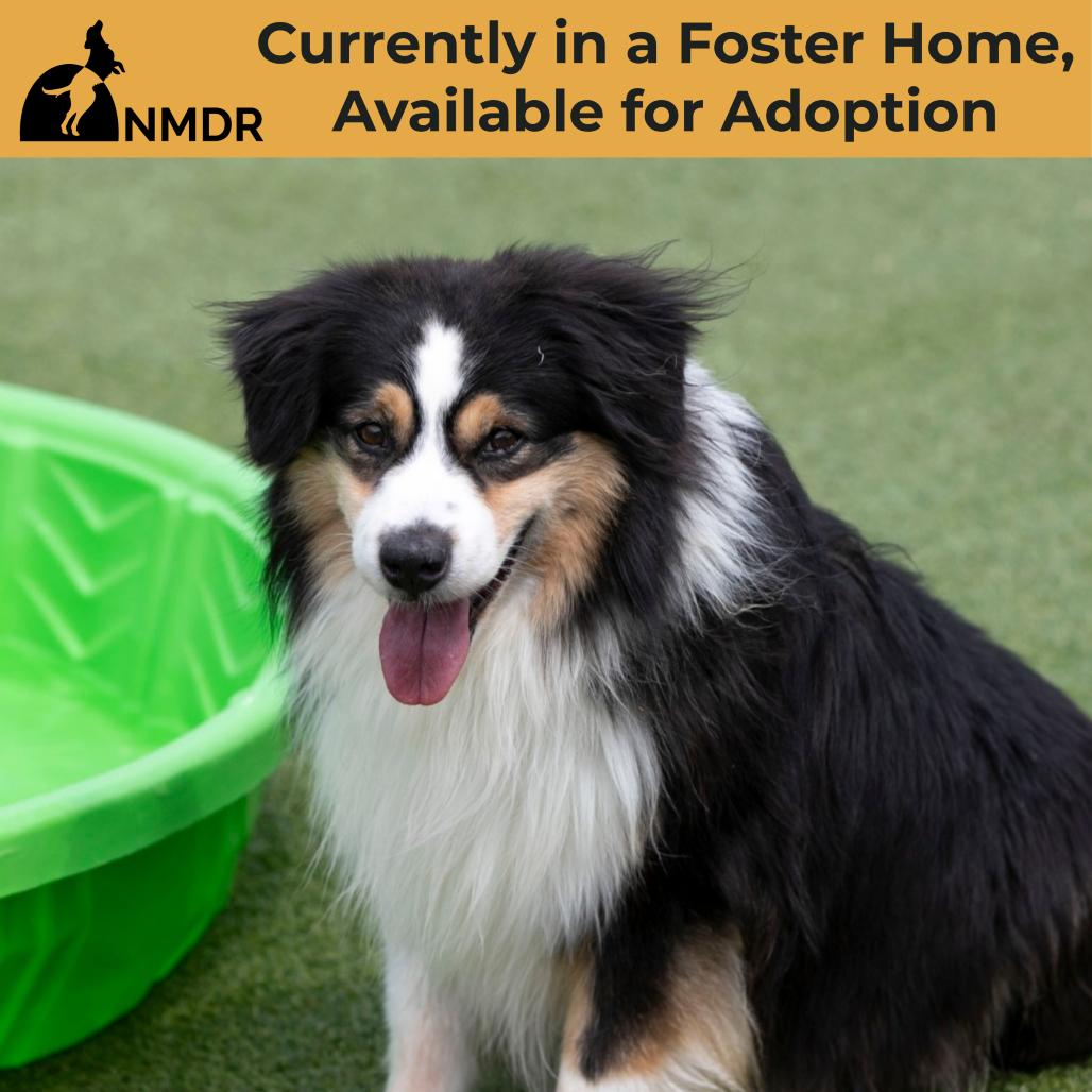 Enlarge Wyatt (JY26-90), a Adoptable Australian Shepherd in Peyton, CO image 2/5