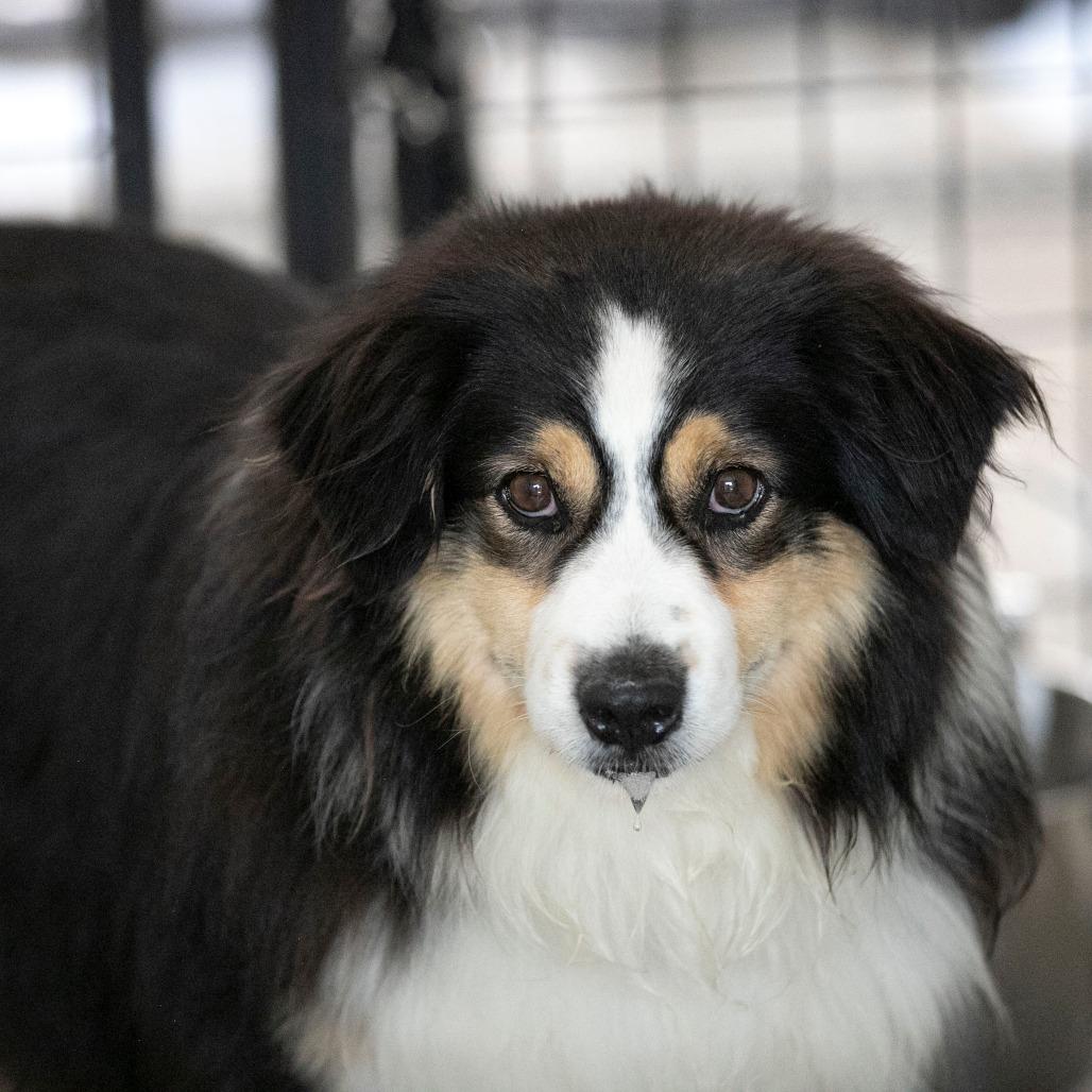 Enlarge Wyatt (JY26-90), a Adoptable Australian Shepherd in Peyton, CO image 3/5