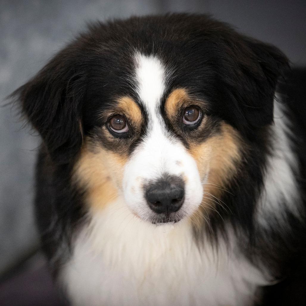 Enlarge Wyatt (JY26-90), a Adoptable Australian Shepherd in Peyton, CO image 4/5