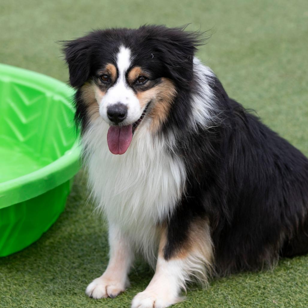 Enlarge Wyatt (JY26-90), a Adoptable Australian Shepherd in Peyton, CO image 5/5