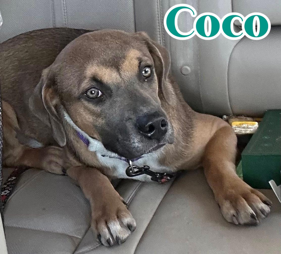 Coco