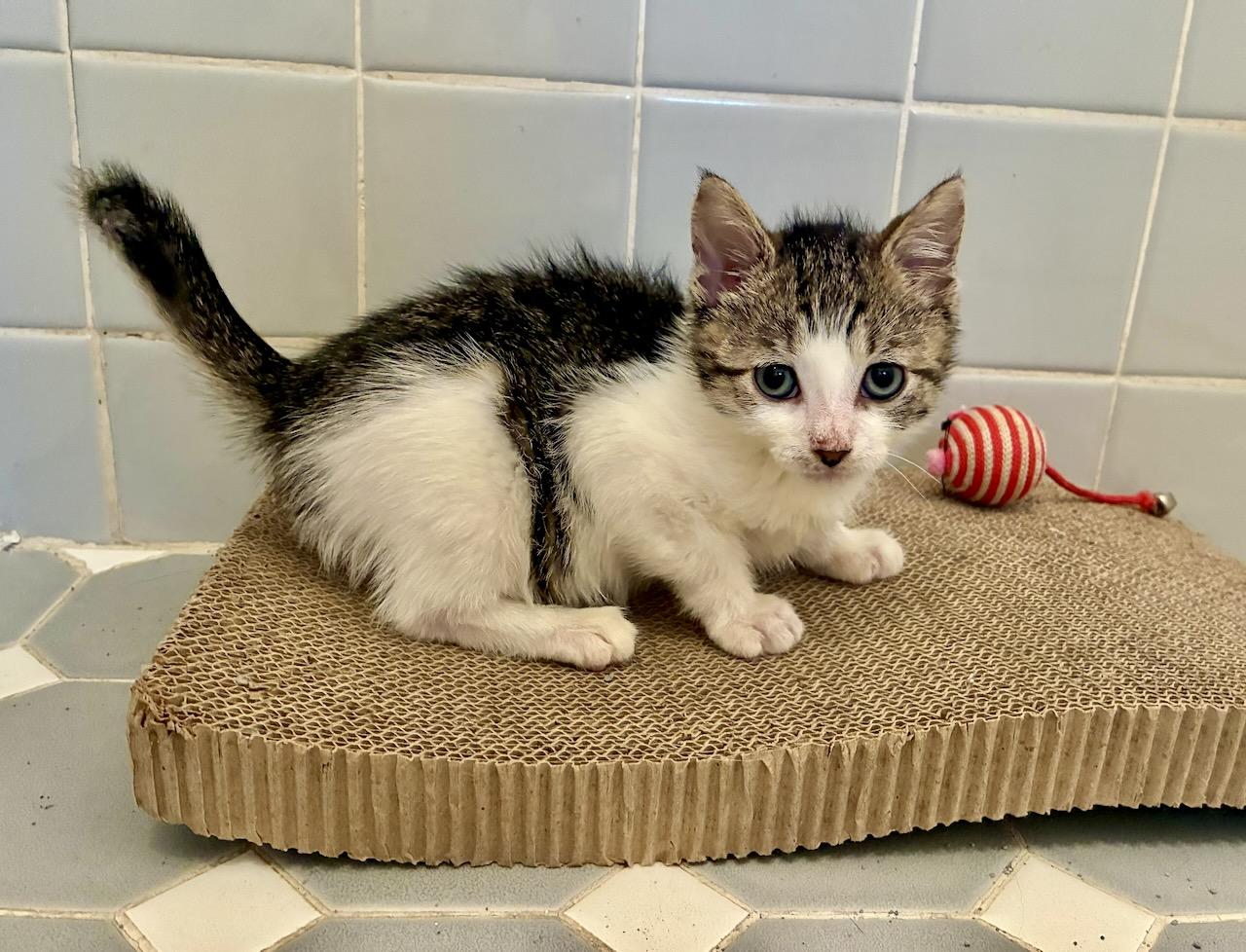 Alrik , a Adoptable Tabby in River Edge, NJ image 2/6